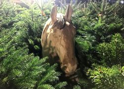 Weihnachtsmarkt 2018 In Jena 29